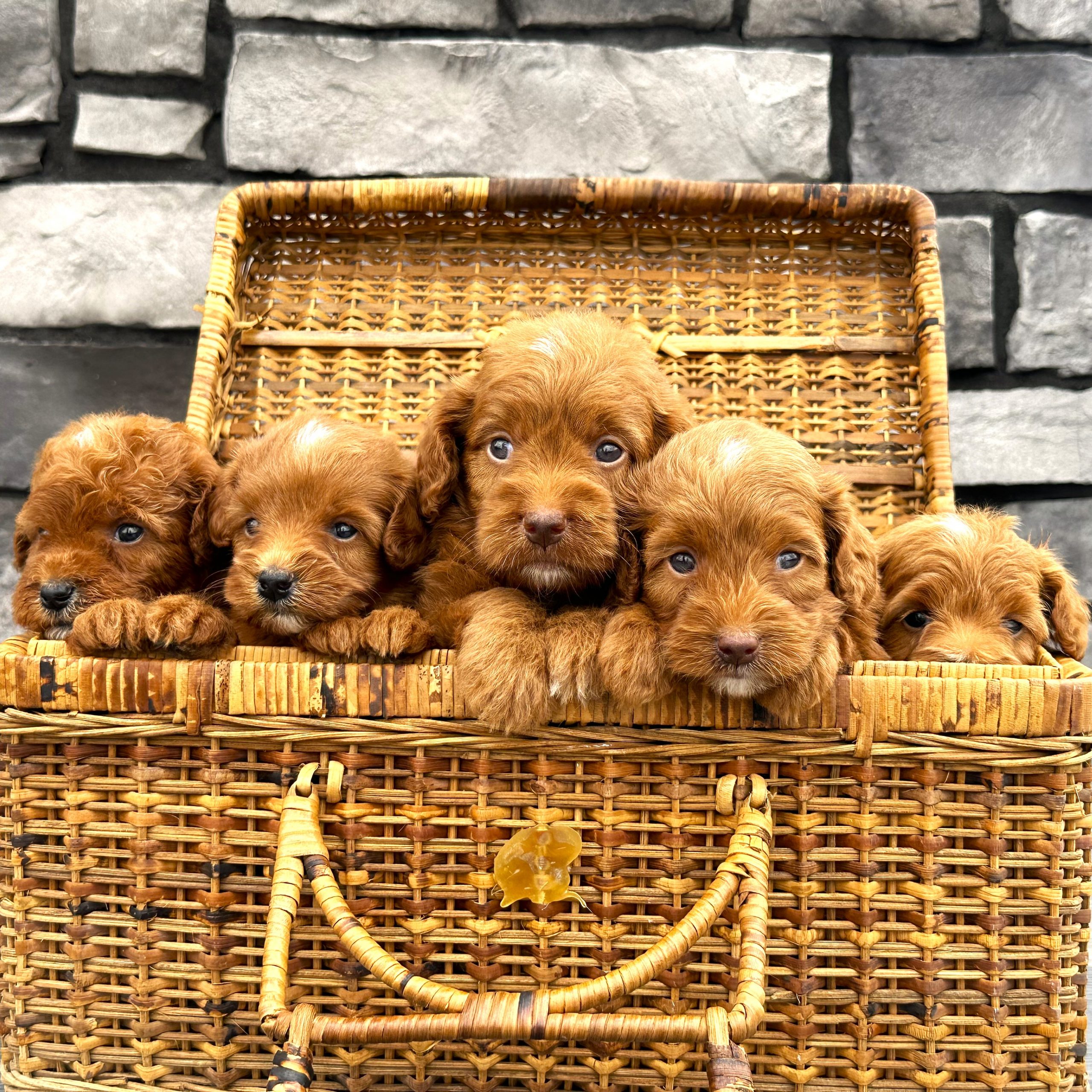 Puppies for sale sitting in a basket