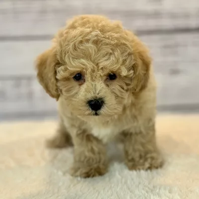 Maltipoo puppy for sale