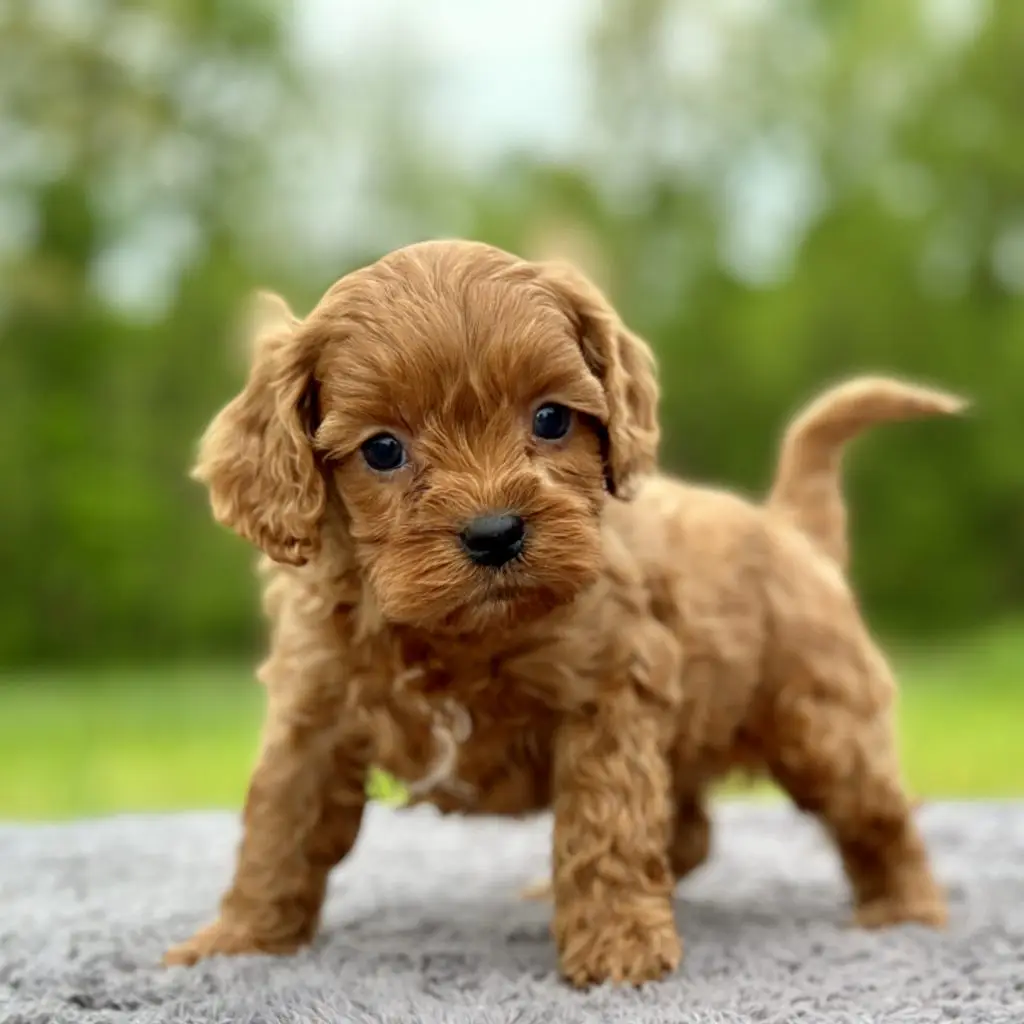cavapoo puppies for sale in ohio