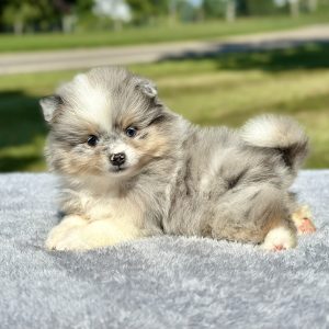 Pomeranian puppies for sale, Pomeranian puppy for sale