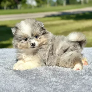 Pomeranian