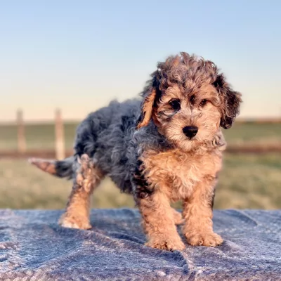 Aussie Mountain doodle puppy for sale, available from Boundless horizon puppies