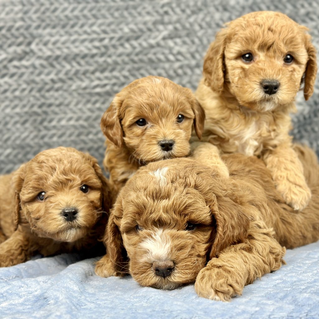 Goldendoodle puppies for sale in Ohio