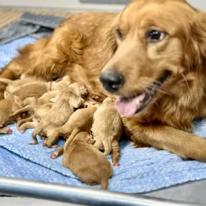 Golden Retriever puppies for sale