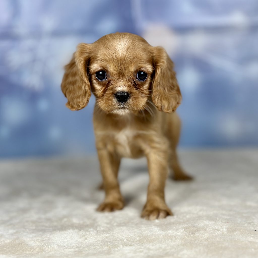 King Charles Cavalier puppies for sale presented by Boundless horizon puppies
