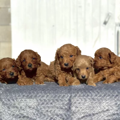 goldendoodle puppies for sale