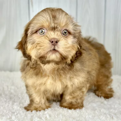 shih tzu puppy for sale