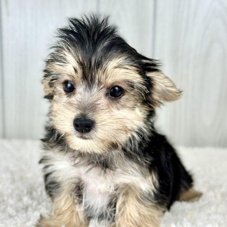 morkie puppy for sale