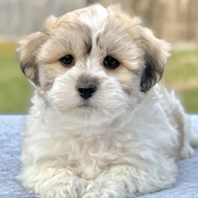 teddy bear puppy for sale