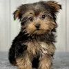 yorkie puppy for sale