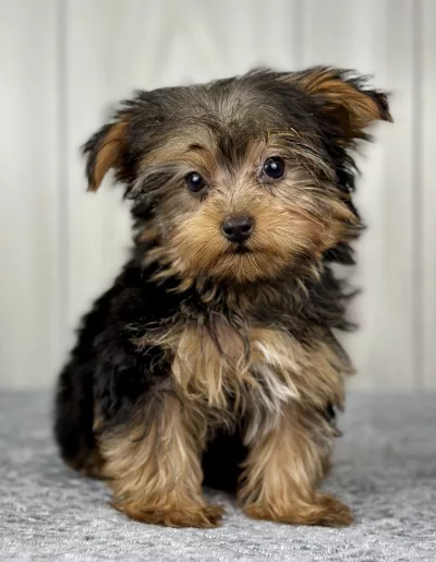 yorkie puppy for sale