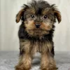 Hercules the yorkie puppy for sale