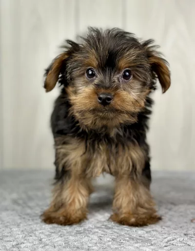 Hercules the yorkie puppy for sale