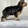 Hercules the yorkie puppy for sale
