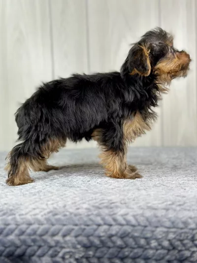 Hercules the yorkie puppy for sale