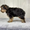 Hercules the yorkie puppy for sale