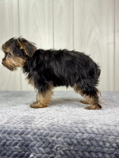 Hercules the yorkie puppy for sale