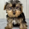 Hamilton the yorkie puppy for sale