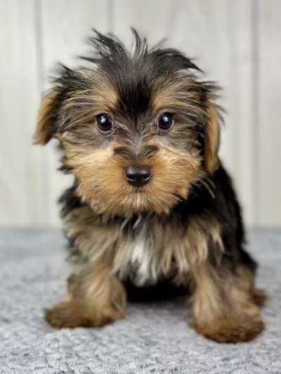 Hamilton the yorkie puppy for sale