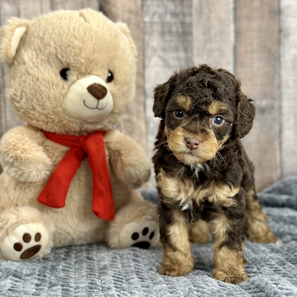 mini aussie Mountain doodle puppy for sale