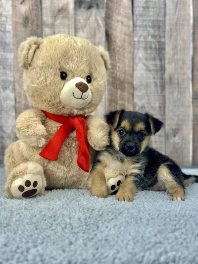 Morkie puppies for sale, Morkie puppy for sale