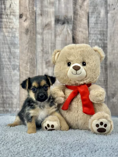 Morkie puppies for sale, Morkie puppy for sale