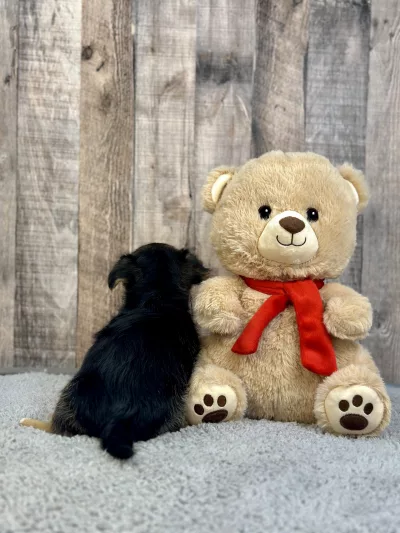 Morkie puppies for sale, Morkie puppy for sale