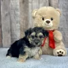 Morkie puppies for sale, Morkie puppy for sale