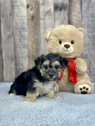 Morkie puppies for sale, Morkie puppy for sale
