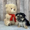 Morkie puppies for sale, Morkie puppy for sale