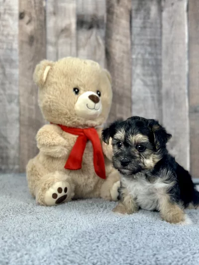 Morkie puppies for sale, Morkie puppy for sale