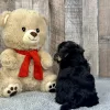 Morkie puppies for sale, Morkie puppy for sale