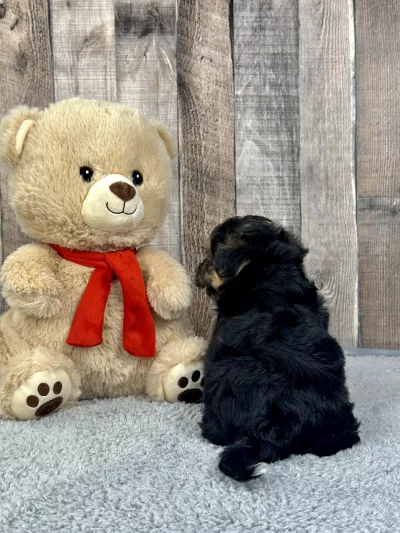 Morkie puppies for sale, Morkie puppy for sale