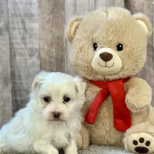 maltese puppies for sale