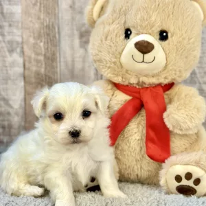 maltese puppies for sale