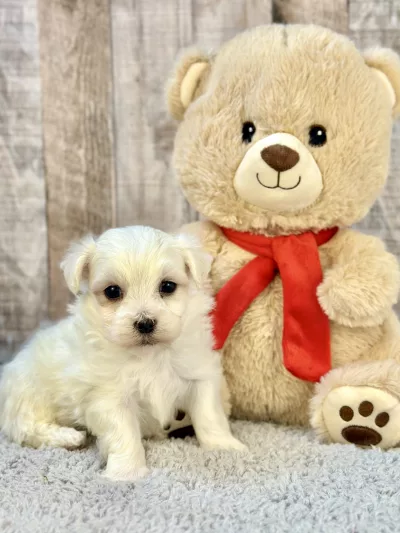 maltese puppies for sale