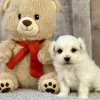 maltese puppies for sale