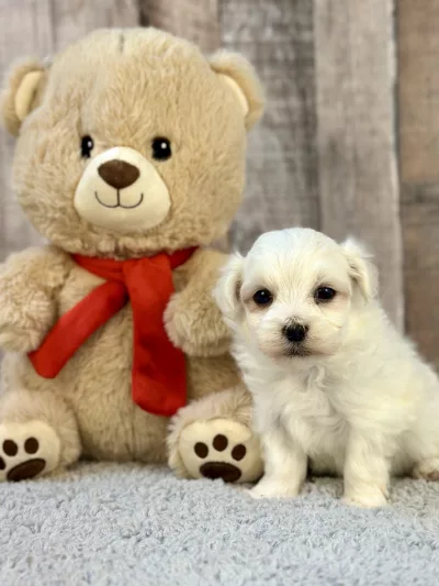maltese puppies for sale