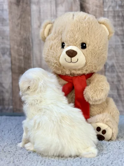 maltese puppies for sale