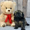 shihpoo puppy for sale
