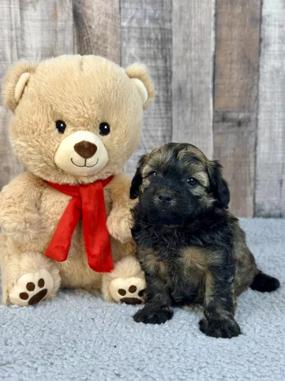 shihpoo puppy for sale