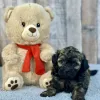 Shihpoo puppy
