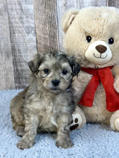 shih tzu puppies, shihpoo puppies for sale