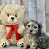 ShihPoo puppy for sale