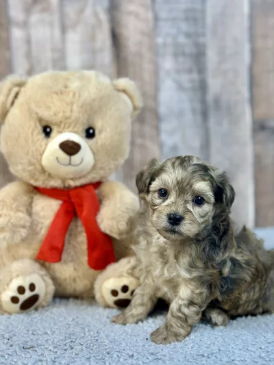 ShihPoo puppy for sale