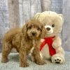 Gatsby our cavapoo puppy for sale