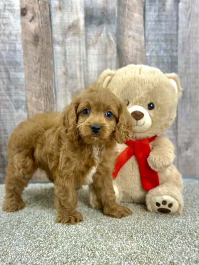 Gatsby our cavapoo puppy for sale