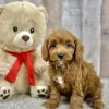 Goldie female cavapoo puppy for sale