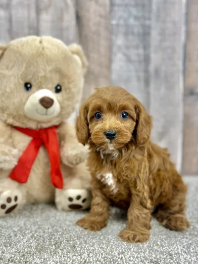 Goldie female cavapoo puppy for sale