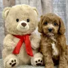 Griffin male cavapoo puppy for sale